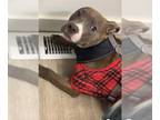 American Staffordshire Terrier Mix DOG FOR ADOPTION RGADN-1238298 - YZMA -