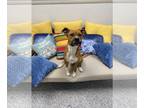 Boxer DOG FOR ADOPTION RGADN-1238316 - MANGO - Boxer (medium coat) Dog For