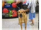 Black Mouth Cur Mix DOG FOR ADOPTION RGADN-1238321 - ATLAS - Black Mouth Cur /