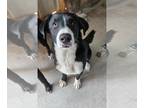 Collie-Labrador Retriever Mix DOG FOR ADOPTION RGADN-1238326 - Sprout - Labrador