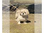 Pekingese DOG FOR ADOPTION RGADN-1238332 - Autumn - Pekingese (long coat) Dog