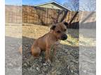 Black Mouth Cur Mix DOG FOR ADOPTION RGADN-1238334 - Emma - Black Mouth Cur /