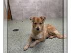 Golden Retriever-Wheaten Terrier Mix DOG FOR ADOPTION RGADN-1238337 - Courtesy: