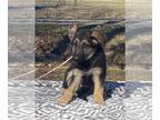 German Shepherd Dog DOG FOR ADOPTION RGADN-1238344 - Deliah/PENDING - German