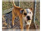Bullboxer Pit DOG FOR ADOPTION RGADN-1238346 - Chex *Adopt or Foster * - Boxer /