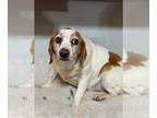 Beagle DOG FOR ADOPTION RGADN-1238349 - Reba - Beagle Dog For Adoption