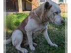 American Pit Bull Terrier-Huskies Mix DOG FOR ADOPTION RGADN-1238378 - A618754 -
