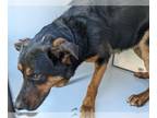 Shepweiller DOG FOR ADOPTION RGADN-1238379 - A618755 - German Shepherd Dog /