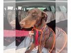 Doberman Pinscher DOG FOR ADOPTION RGADN-1238430 - PLUTO - Doberman Pinscher