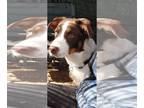 Border-Aussie DOG FOR ADOPTION RGADN-1238453 - Red - Australian Shepherd /
