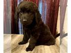 Labradoodle DOG FOR ADOPTION RGADN-1238454 - Sooty - Labrador Retriever / Poodle