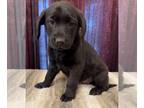 Labrador Retriever Mix DOG FOR ADOPTION RGADN-1238461 - Grace - Labrador