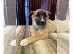 Huskies -Labrador Retriever Mix DOG FOR ADOPTION RGADN-1238464 - Joy - Labrador