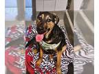 German Shepherd Dog Mix DOG FOR ADOPTION RGADN-1238471 - VIOLET - German