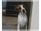 Boxer-Great Dane Mix DOG FOR ADOPTION RGADN-1238504 - BOGIE - Boxer / Great Dane
