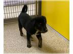 Huskies -Labrador Retriever Mix DOG FOR ADOPTION RGADN-1238536 - XANE - Labrador