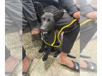 Australian Kelpie DOG FOR ADOPTION RGADN-1238544 - A042139 - Australian Kelpie
