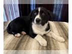 Borador DOG FOR ADOPTION RGADN-1238547 - Vixen - Labrador Retriever / Border