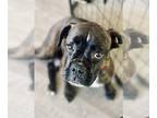 Boxer DOG FOR ADOPTION RGADN-1238550 - Ravioli - Boxer (short coat) Dog For