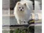 Pomeranian DOG FOR ADOPTION RGADN-1238556 - Gidget - Pomeranian (long coat) Dog