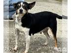 Jack Russell Terrier Mix DOG FOR ADOPTION RGADN-1238563 - Jordan - Jack Russell