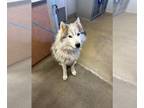 Alusky DOG FOR ADOPTION RGADN-1238580 - *KASKAE - Siberian Husky / Alaskan