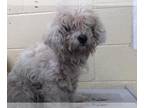 Poodle (Toy) DOG FOR ADOPTION RGADN-1238590 - CHEESE - Poodle (Toy) (medium