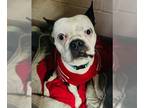 Boston Terrier DOG FOR ADOPTION RGADN-1238598 - SAM - Boston Terrier (medium