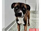 Boxer Mix DOG FOR ADOPTION RGADN-1238601 - Kobe - Boxer / Terrier / Mixed (short