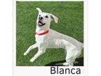 Adopt Blanca a Labrador Retriever
