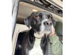 Adopt Joanie a Boxer, Black Labrador Retriever