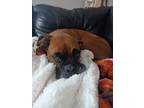 Adopt Miah - ADOPTION PENDING!!! a Boxer