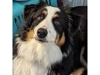 Adopt Emaline a Australian Shepherd