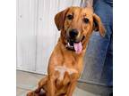 Adopt Milkshake a Hound, Mixed Breed