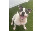 Adopt Adele a Pit Bull Terrier