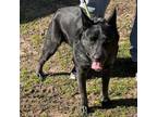 Adopt Ali a Australian Cattle Dog / Blue Heeler