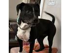 Adopt Penny a Pit Bull Terrier, Black Labrador Retriever