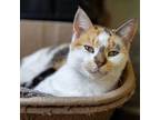 Adopt Emma a Calico