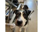 Adopt Cornelia a Jack Russell Terrier, Pit Bull Terrier