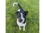 Adopt Cornelia a Jack Russell Terrier, Pit Bull Terrier