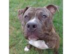 Adopt Fish a Pit Bull Terrier