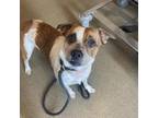 Adopt Sage a Australian Shepherd, Pug