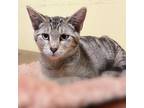 Adopt Macchiato a Domestic Short Hair