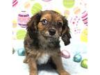 Cavapoo Puppy for sale in Scales Mound, IL, USA