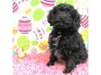 Cavapoo Puppy for sale in Scales Mound, IL, USA