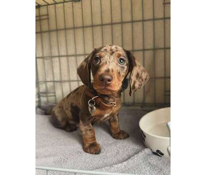 sdfgahjdksf Dapple Mini- Dachshund Puppy is a Everything Else for Sale in Seattle WA