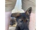 German Shepherd Dog Puppy for sale in Lizella, GA, USA