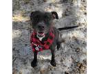 Adopt Coco a Mixed Breed