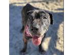 Adopt Patchy a Presa Canario