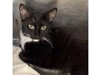 Adopt Pantera a Domestic Short Hair